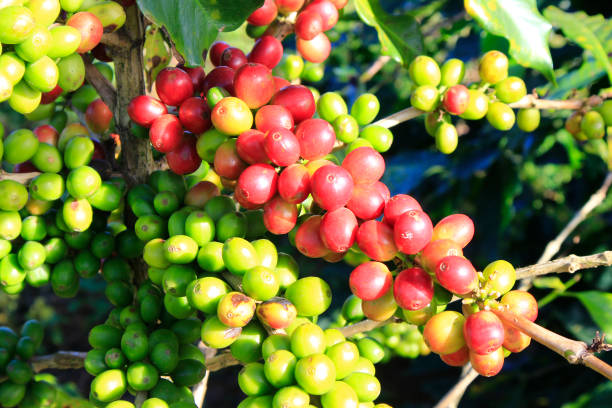 istock Coffee bean on coffee tree in Cafe Plantation 887987586