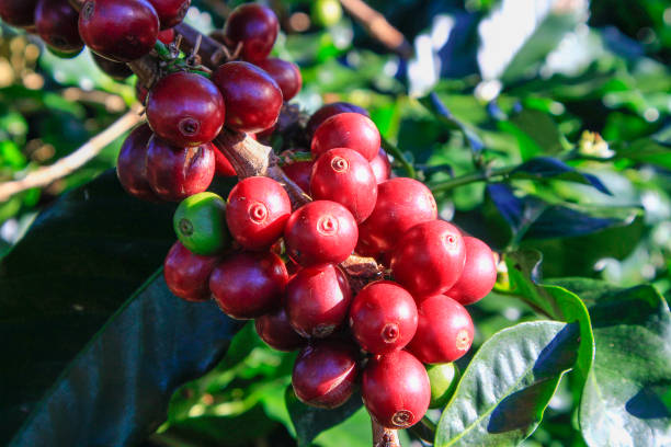 istock Coffee bean on coffee tree in Cafe Plantation 887987830
