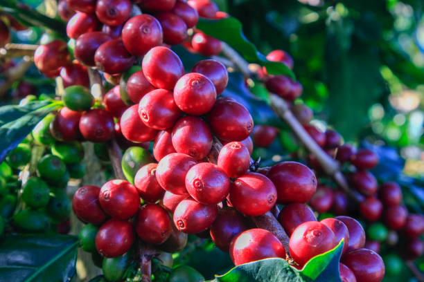 istock Coffee bean on coffee tree in Cafe Plantation 887987846