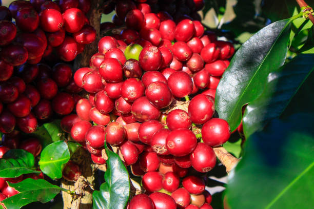 istock Coffee bean on coffee tree in Cafe Plantation 887988050