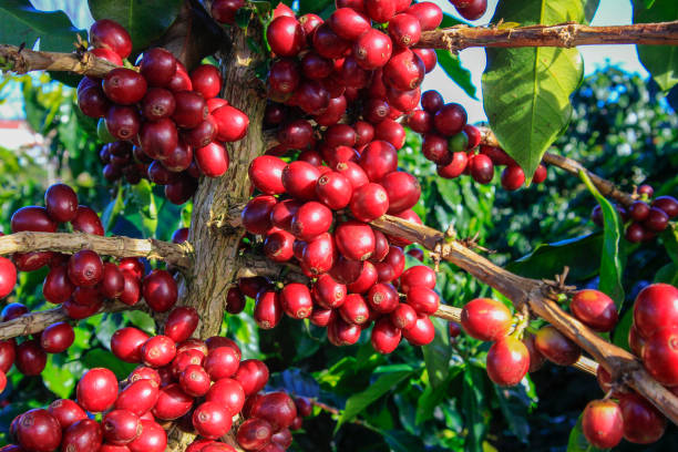 istock Coffee bean on coffee tree in Cafe Plantation 887990308