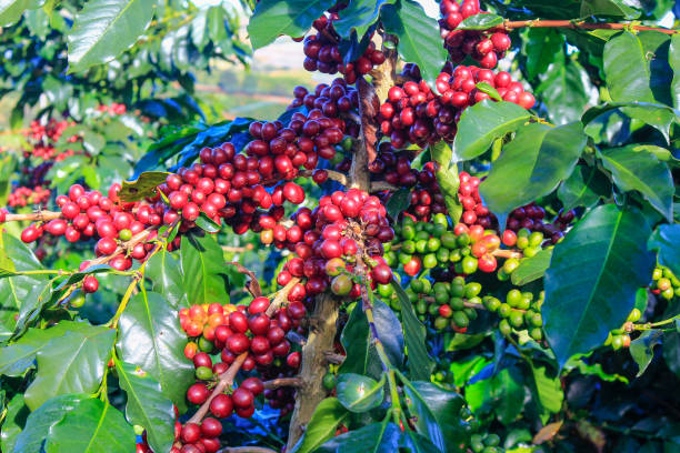 istock Coffee bean on coffee tree in Cafe Plantation 887991830