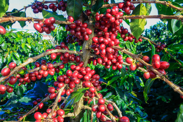 istock Coffee bean on coffee tree in Cafe Plantation 887992062