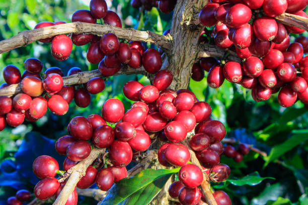 istock Coffee bean on coffee tree in Cafe Plantation 887992352
