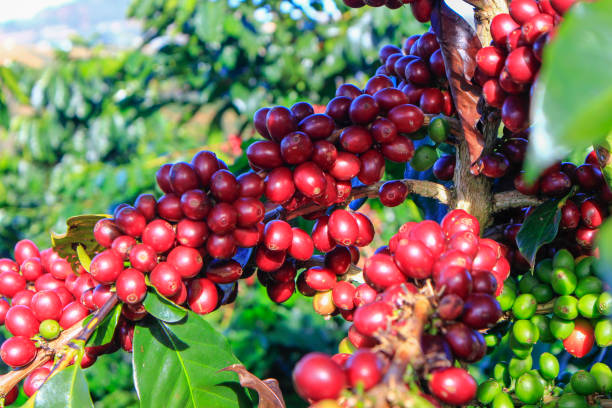 istock Coffee bean on coffee tree in Cafe Plantation 887992362