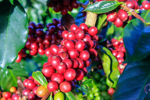 istock Coffee bean on coffee tree in Cafe Plantation 887992376