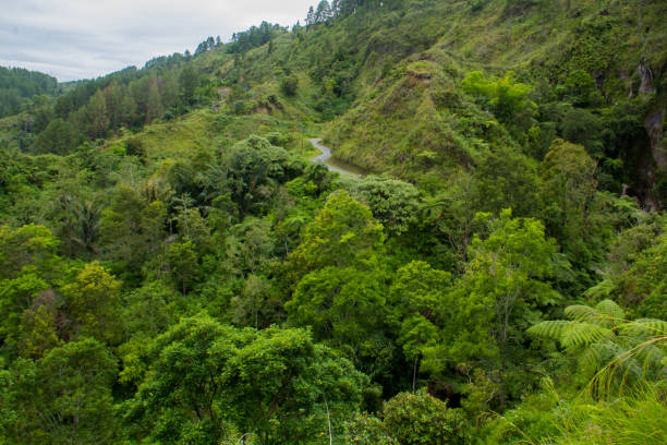 istock fern tree (Cyathea podophylla) in forest of Samosir Island,Medan, Indonesia. 887996476
