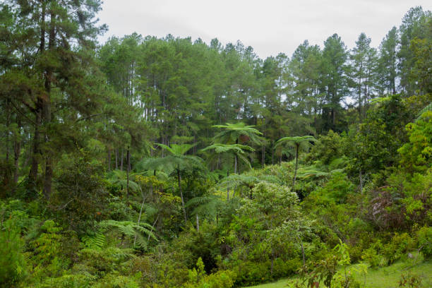 istock fern tree (Cyathea podophylla) in forest of Samosir Island 887998704