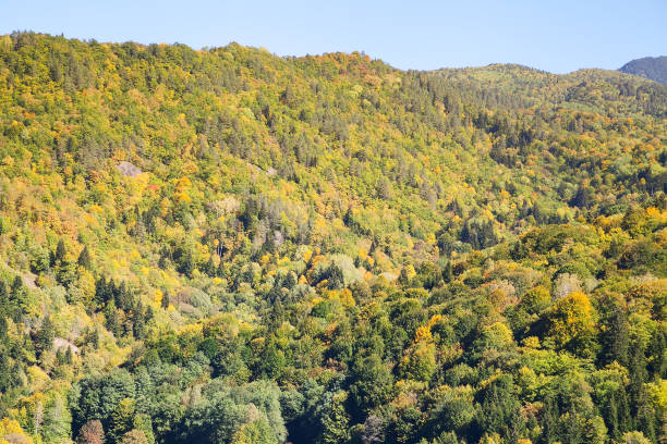istock forest valley on a hill in autumn 888003396