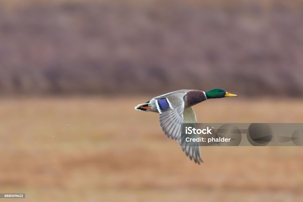 eine männliche Stockente Ente Vogel (Anas Platyrhynchos) mit reed - Lizenzfrei Einzelnes Tier Stock-Foto