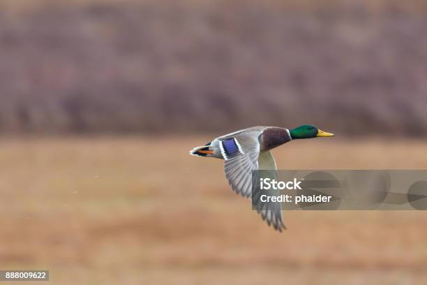 Eine Männliche Stockente Ente Vogel Mit Reed Stockfoto und mehr Bilder von Einzelnes Tier