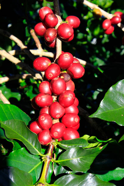 istock Coffee bean on coffee tree in Cafe Plantation 888009684