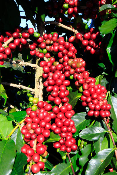 istock Coffee bean on coffee tree in Cafe Plantation 888009702