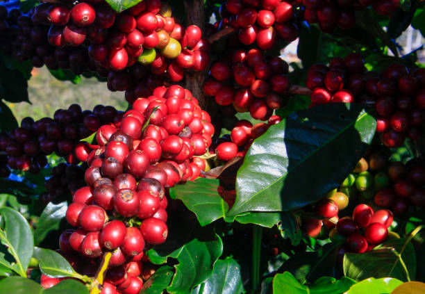 istock Coffee bean on coffee tree in Cafe Plantation 888009772