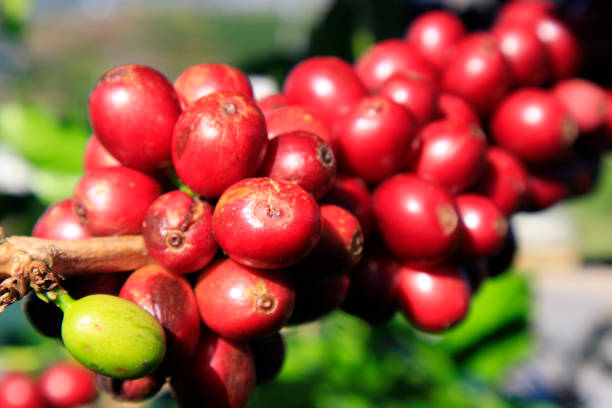 istock Coffee bean on coffee tree in Cafe Plantation 888009924