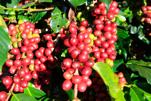 istock Coffee bean on coffee tree in Cafe Plantation 888009946
