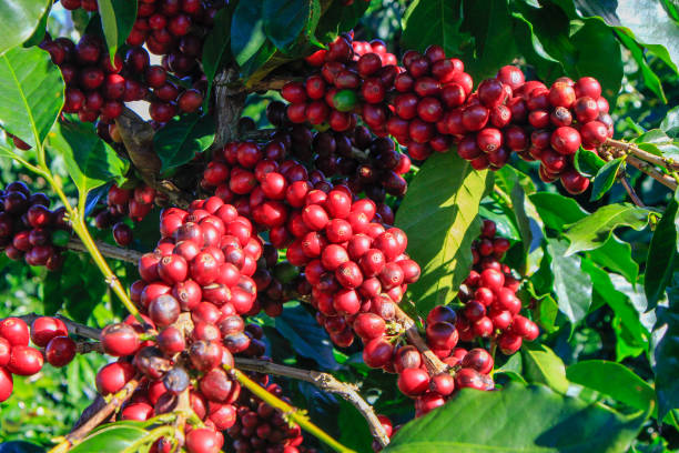 istock Coffee bean on coffee tree in Cafe Plantation 888010002