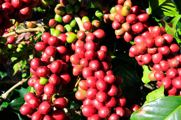 istock Coffee bean on coffee tree in Cafe Plantation 888010058