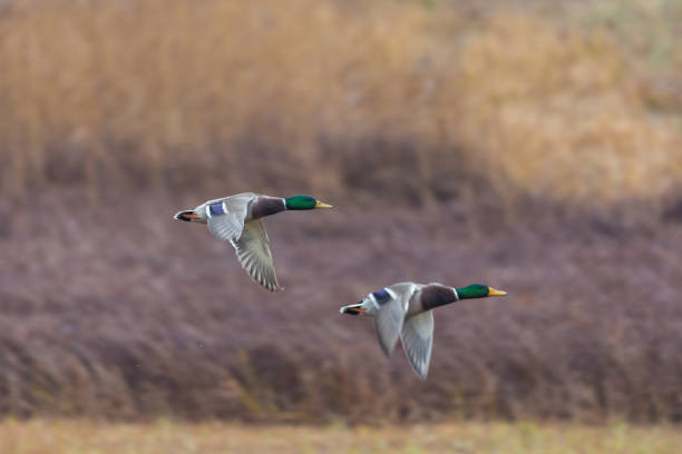 istock two male mallard ducks (anas platyrhynchos) in flight over meadow 888010310
