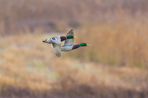 istock two male mallard ducks (anas platyrhynchos) flying with reed 888012524