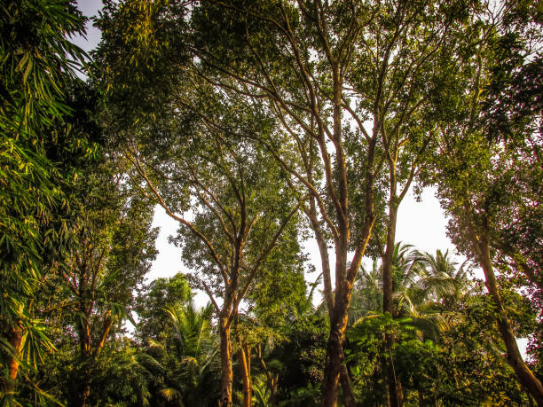 jungle tree and nature in India