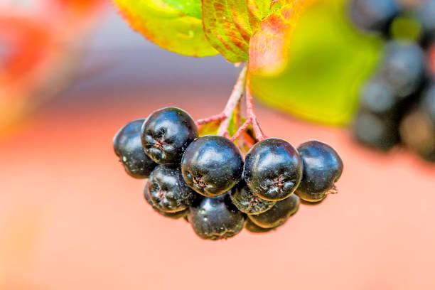 Aronia melanocarpa, ripe aronia berries on the tree