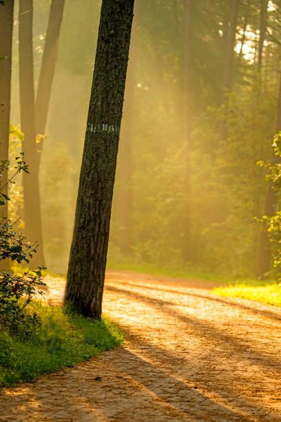 Forest in autumn in soft, sunny light