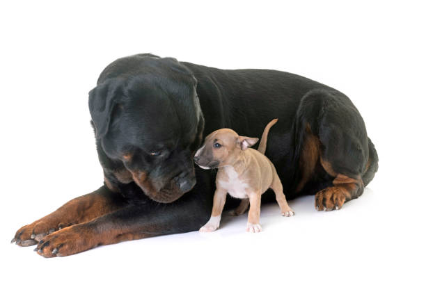 istock miniature bull terrier and rottweiler 888016282