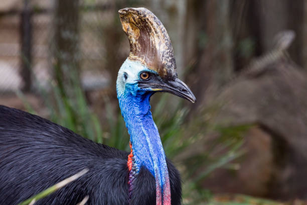 istock Southern Cassowary Queensland Australia 888019182