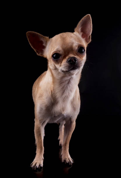 istock purebred chihuahua 888019300