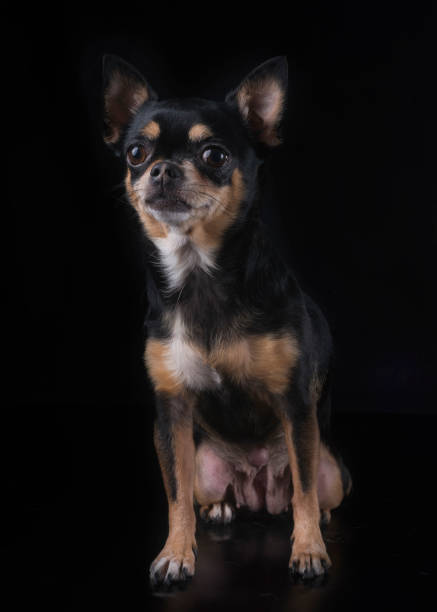 istock purebred chihuahua 888019316