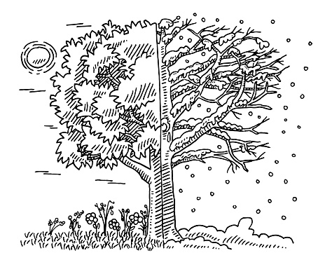 Hand-drawn vector drawing of a Change Of Seasons Concept, a Tree in Summer and in Winter. Black-and-White sketch on a transparent background (.eps-file). Included files are EPS (v10) and Hi-Res JPG.