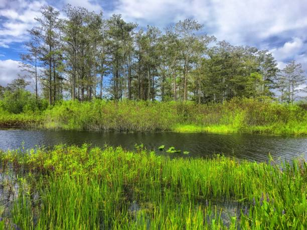 shore of the swamps and rivers of the marsh stock photo
