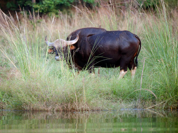 Gaur in the grass, Satpura, Madhya Pradesh, India Gaur, or misnamed Indian Bison, largest bovine in the forest, grazing by the waters edge of the Tawa Reservoir, amidst the tall grasses of Satpura National Park, Madhya Pradesh, India gaur stock pictures, royalty-free photos & images