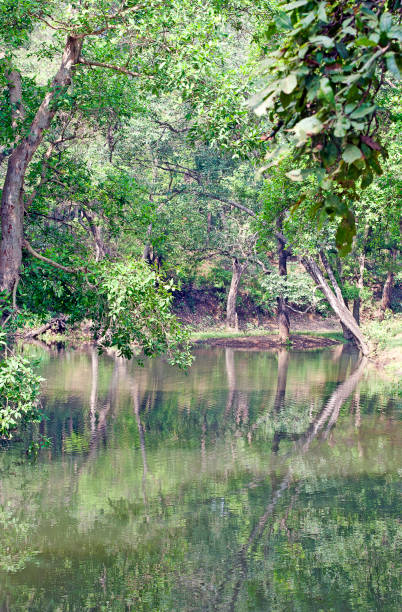 istock Idyllic forest river, Kanha, Madhya Pradesh, India 888026632