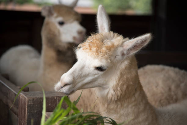 istock Portrait of cute sheep in herd looking 888026936