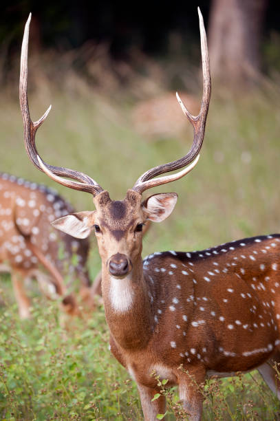istock Chital focus, Satpura, Madhya Pradesh, India 888033658