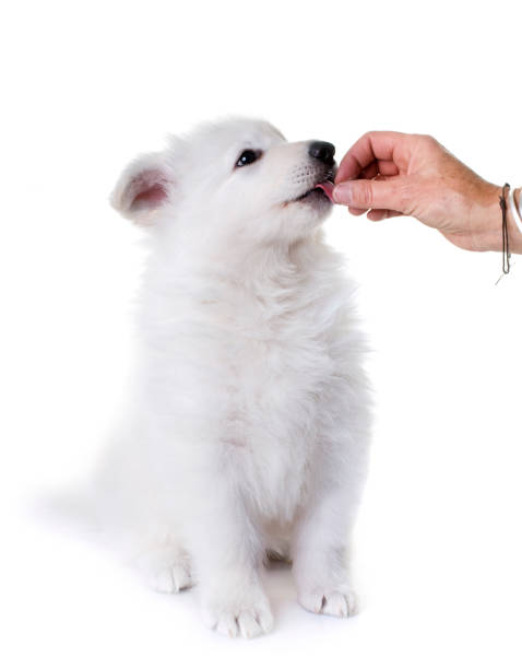 istock puppy White Swiss Shepherd Dog 888036848