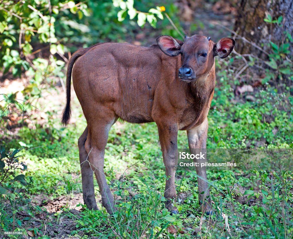 Gaur Calf Satpura Madhya Pradesh India Stock Photo - Download Image Now -  Animal, Biggest, Cattle - iStock