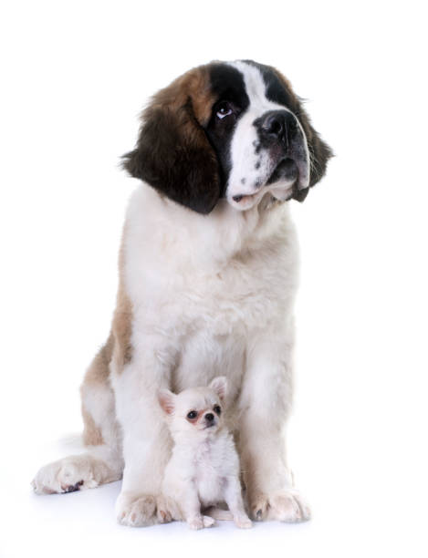 istock puppies chihuahua and saint bernard 888037108