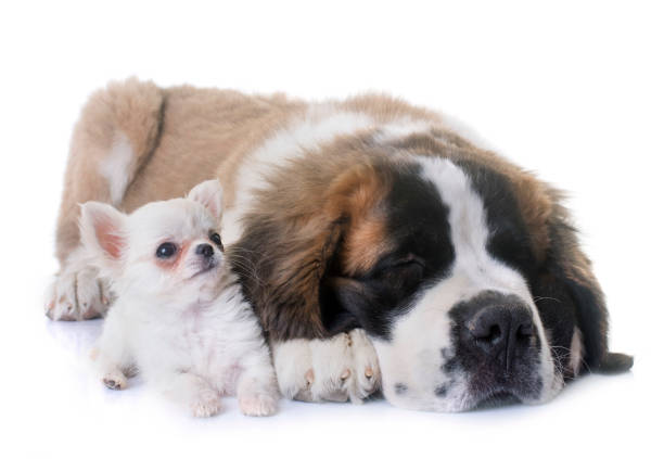 istock puppies chihuahua and saint bernard 888037196