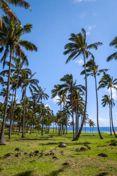 istock Palm trees on Anakena beach, easter island 888037230
