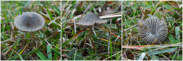 istock mycena aetites mushroom 888037424
