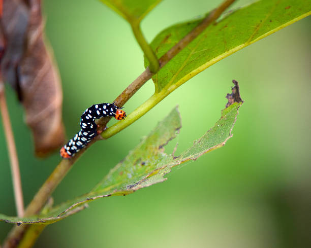 istock Lily Borer Moth caterpillar, Kanha, Madhya Pradesh, India 888037710