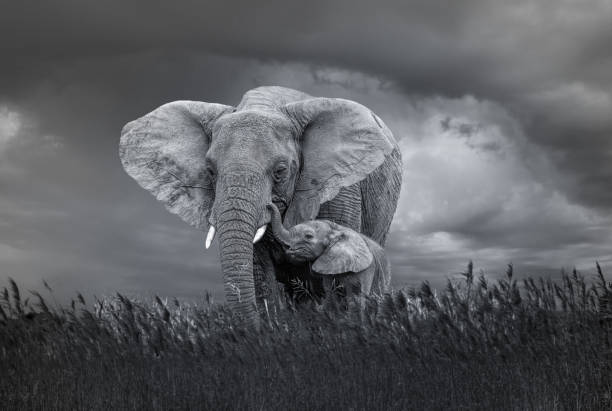 très dangereux état de la faune locale avec mère et bébé éléphant - african elephant photos et images de collection