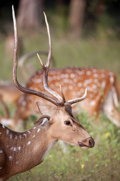 istock Chital profile, Satpura, Madhya Pradesh, India 888040774