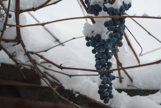 istock frost ruined the harvest blue grapes 888042864