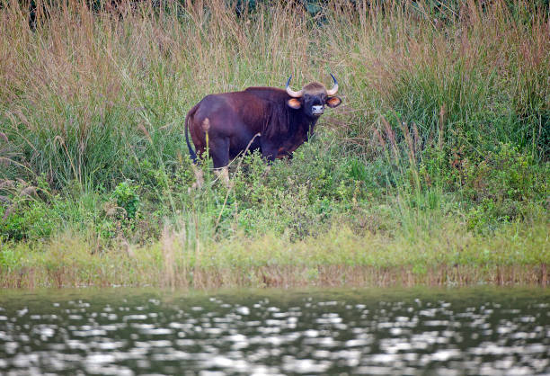 istock Inquisitive Gaur, Satpura, Madhya Pradesh, India 888045140