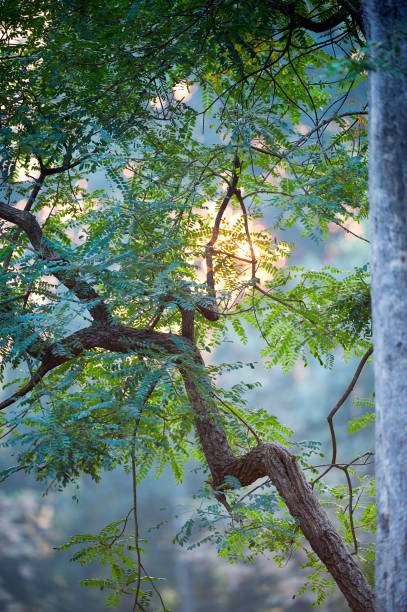 istock Forest awakes, Kanha, Madhya Pradesh, India 888045364