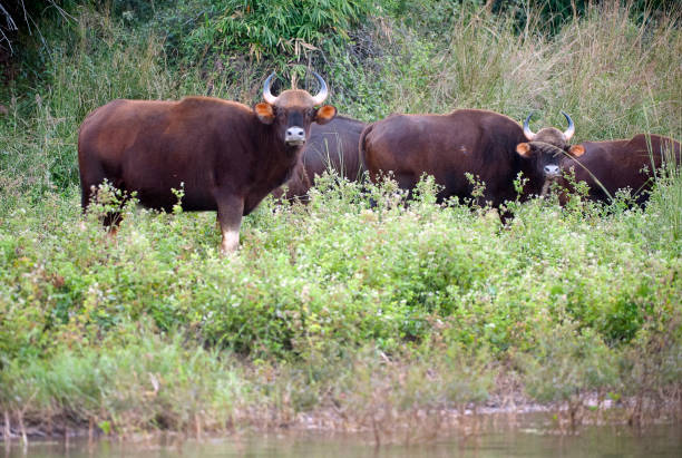 Gaur herd, Satpura, Madhya Pradesh, India Herd of Gaur, or misnamed Indian Bison, largest bovine in the forest, grazing by the waters edge of the Tawa Reservoir, amidst the tall grasses of Satpura National Park, Madhya Pradesh, India gaur stock pictures, royalty-free photos & images